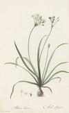 Allium fragrans (1802-1816)