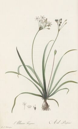 Allium fragrans (1802-1816)
