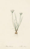 Allium moschatum (1802-1816)