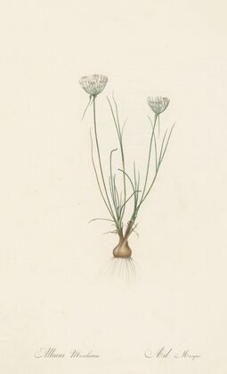 Allium moschatum (1802-1816)