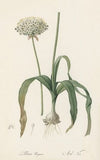 Allium nigrum (1802-1816)