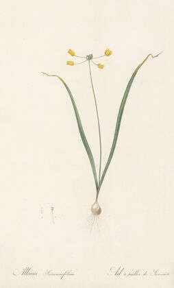 Allium scorzoneraefolium (1802-1816)