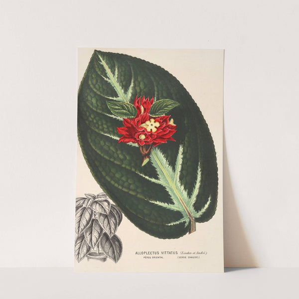 Alloplectus vittatus by Charles Antoine Lemaire