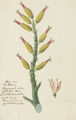 Aloe dichotoma Masson (Quiver tree or Kokerboom) — size preview