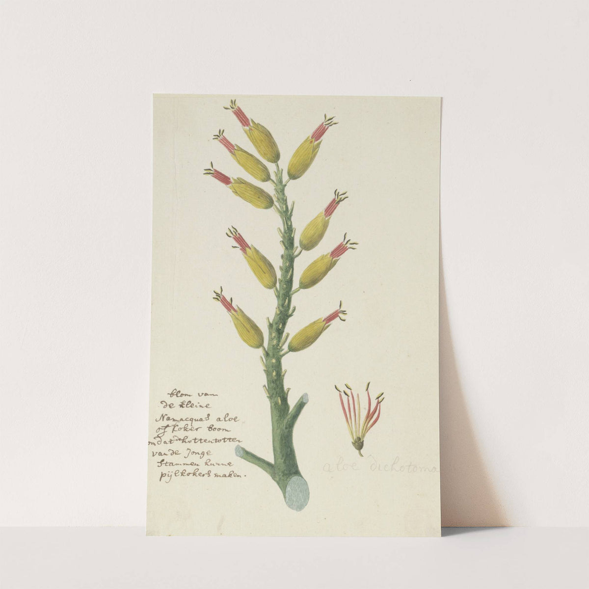 Aloe dichotoma Masson (Quiver tree or Kokerboom) by Robert Jacob Gordon