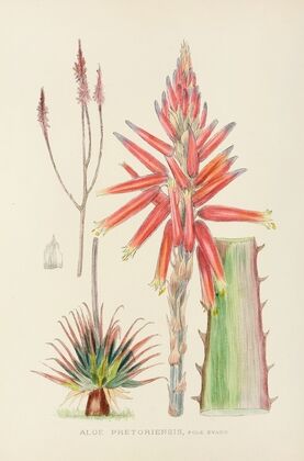 Aloe Pretoriensis