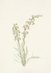 Fringetree. Chionanthus virginica