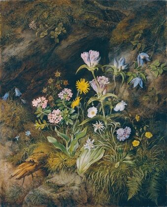 Alpine Flora