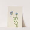 Alpine Forget-Me-Not (Myosotis alpestris) (1937) by Mary Vaux Walcott