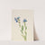 Alpine Forget-Me-Not (Myosotis alpestris) (1937) by Mary Vaux Walcott