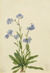 Northern Hedysarum (Hedysarum boreale) (1916)