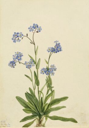 Northern Hedysarum (Hedysarum boreale) (1916)