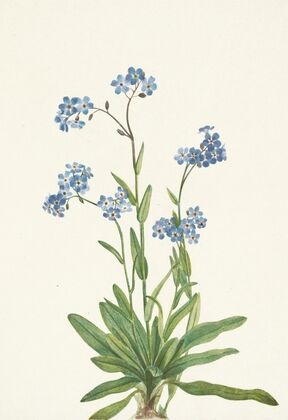 Ghostpipe. Thalesia uniflora