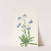 Alpine Forget-me-not. Myosotis alpestris (1925) by Mary Vaux Walcott