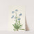 Alpine Forget-me-not. Myosotis alpestris (1925) by Mary Vaux Walcott