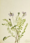 Mayapple (Podphyllum paltatum) (1922)