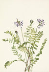 Highbush Blackberry. Rubus argutus