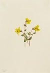 Lake Louise Arnica (Arnica louisiana) (1922)