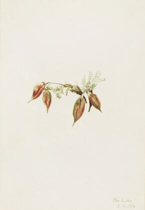 Alpine Pointvetch (Oxytropis podocarpa) (1918)