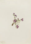 Alpine Pointvetch (Oxytropis podocarpa) (1916)