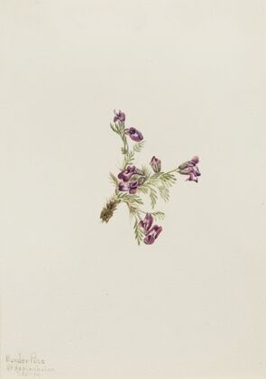 Alpine Pointvetch (Oxytropis podocarpa) (1916)