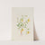 Alpine Ragwort (Senecio species) (1905) by Mary Vaux Walcott