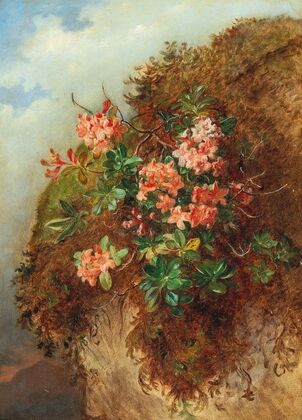 Alpine Rose on a Mountain Slope