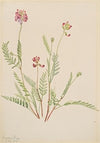 Alpine Vetch (Astragalus bourgovii) (1917)