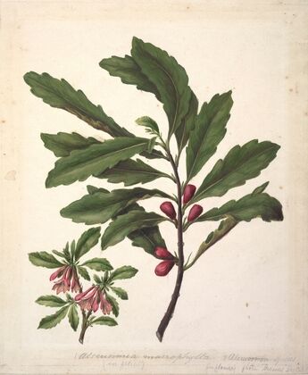 Alseuosmia macrophylla; Alseuosmia banksii var.banksii. (New Zealand toropapa — size preview