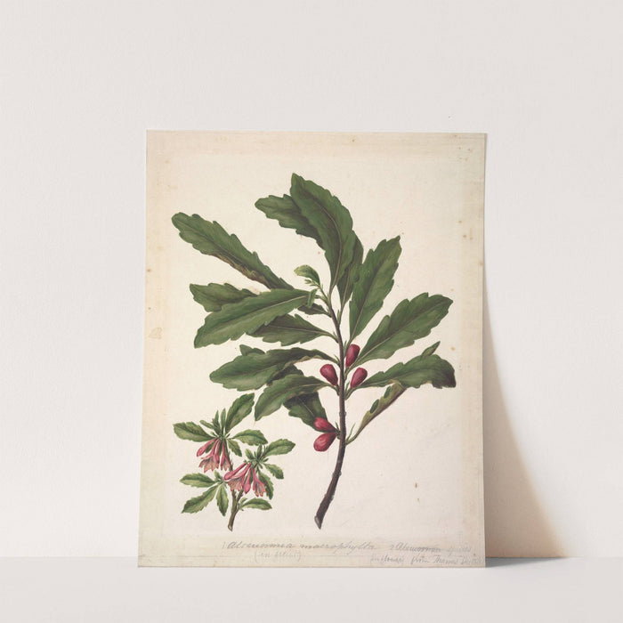 Alseuosmia macrophylla; Alseuosmia banksii var.banksii. (New Zealand toropapa by Sarah Featon