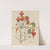 Alstroemeria pulchella by William Jackson Hooker