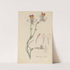 Alstroemeria tricolor by William Jackson Hooker