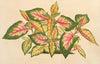 Alternanthera amabilis tricolor