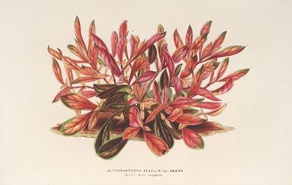 Alternanthera sessilis var. amœna