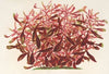 Alternanthera spathulata