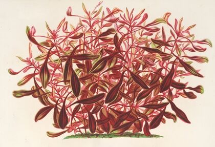 Alternanthera spathulata