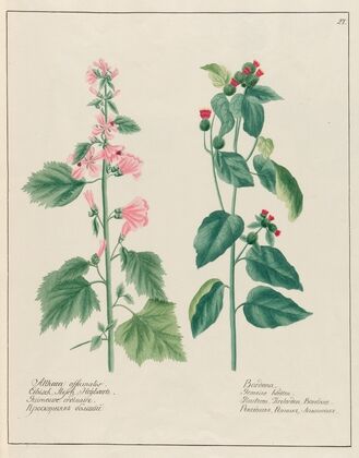 Althaea officinalis … [and] Bardana (1797–1810)