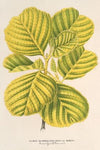Aluns glutinosa var. aurea