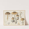 Amanita inaurata Secretan, strangulata Fr. (1915-1945) by Hans Walty