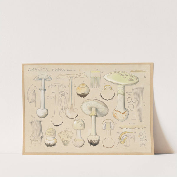 Amanita mappa Batsch. (1915-1945) by Hans Walty