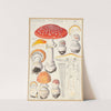 Amanita muscaria (L) (1915-1945) by Hans Walty