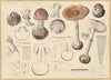 Amanita porphyria Fr. (1915-1945)