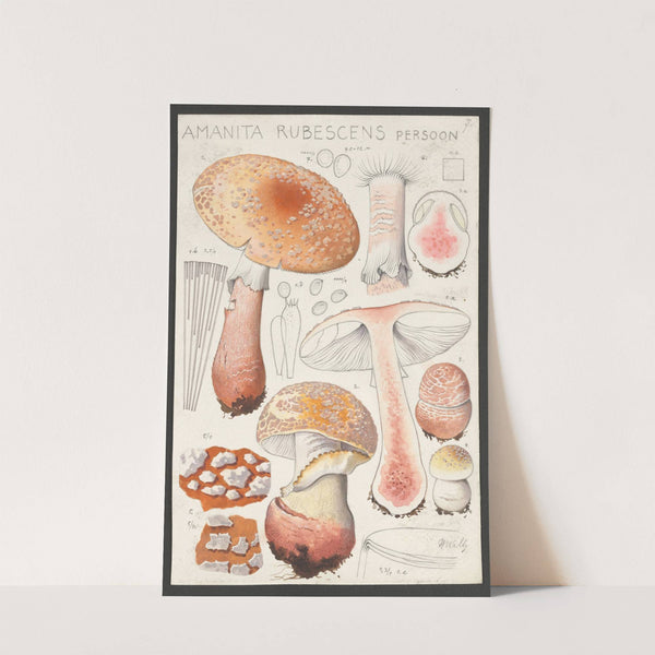 Amanita rubescens Persoon (1915-1945) by Hans Walty