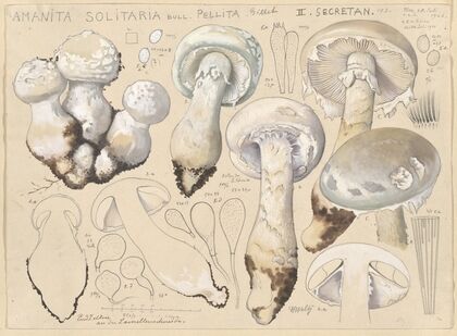 Amanita solitaria Bull., pellita Gillet, II. secretan (1915-1945)