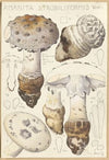 Amanita strobiliformis (1915-1945)
