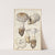 Amanita strobiliformis (1915-1945) by Hans Walty