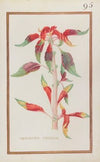 Amaranthus tricollor (1624)