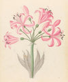 Amarillis [Boophone disticha]