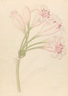Amarillis [Crinum lineare]