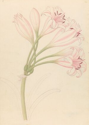 Amarillis [Crinum lineare]